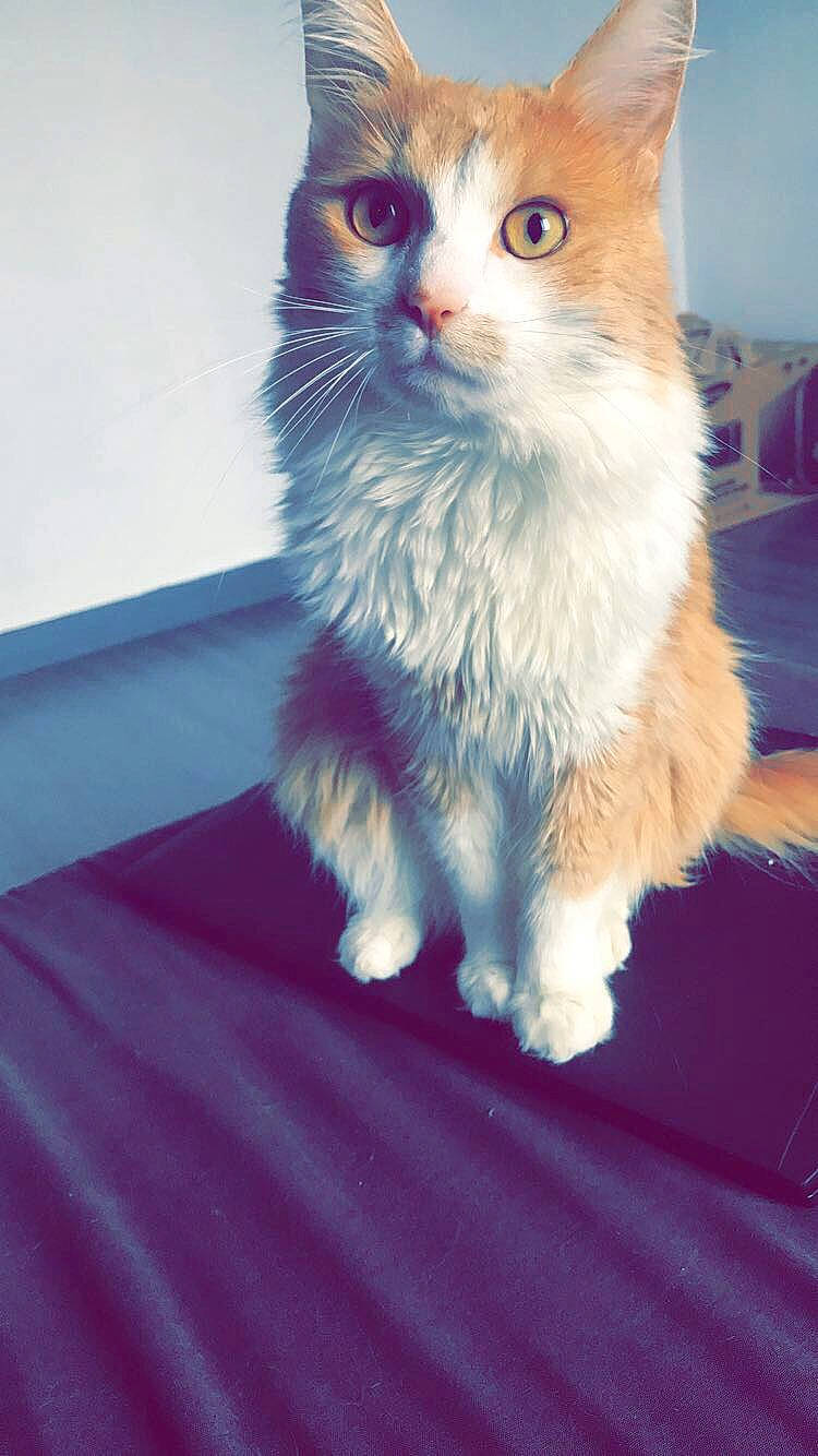 Chaton participe au concours pour gagner de l'argent avec cette photo : aegean_cat, american_curl, carnivore, cat, cymric, domestic_short_haired_cat, european_shorthair, eye, felidae, fur, kitten, mammal, nose, ojos_azules, polydactyl_cat, ragamuffin, small_to_medium_sized_cats, snout, turkish_angora, whiskers