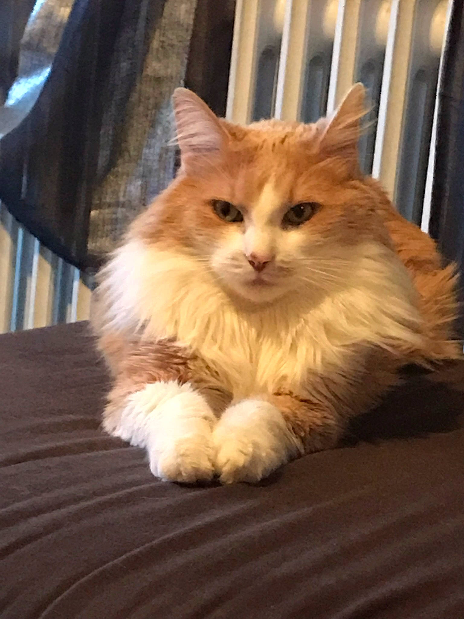 Chaton participe au concours pour gagner de l'argent avec cette photo : asian_semi_longhair, british_semi_longhair, carnivore, cat, cymric, domestic_long_haired_cat, fawn, felidae, kitten, maine_coon, mammal, munchkin, napoleon_cat, norwegian_forest_cat, persian, ragamuffin, siberian, small_to_medium_sized_cats, vertebrate, whiskers