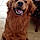 Shiloh