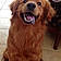 Shiloh