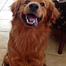 dog, golden_retriever, pet, animal, tongue_out, happy, smiling, indoor, floor, tile, fur, canine, cute, friendly, sitting, mammal, companion, playful, domestic, brown