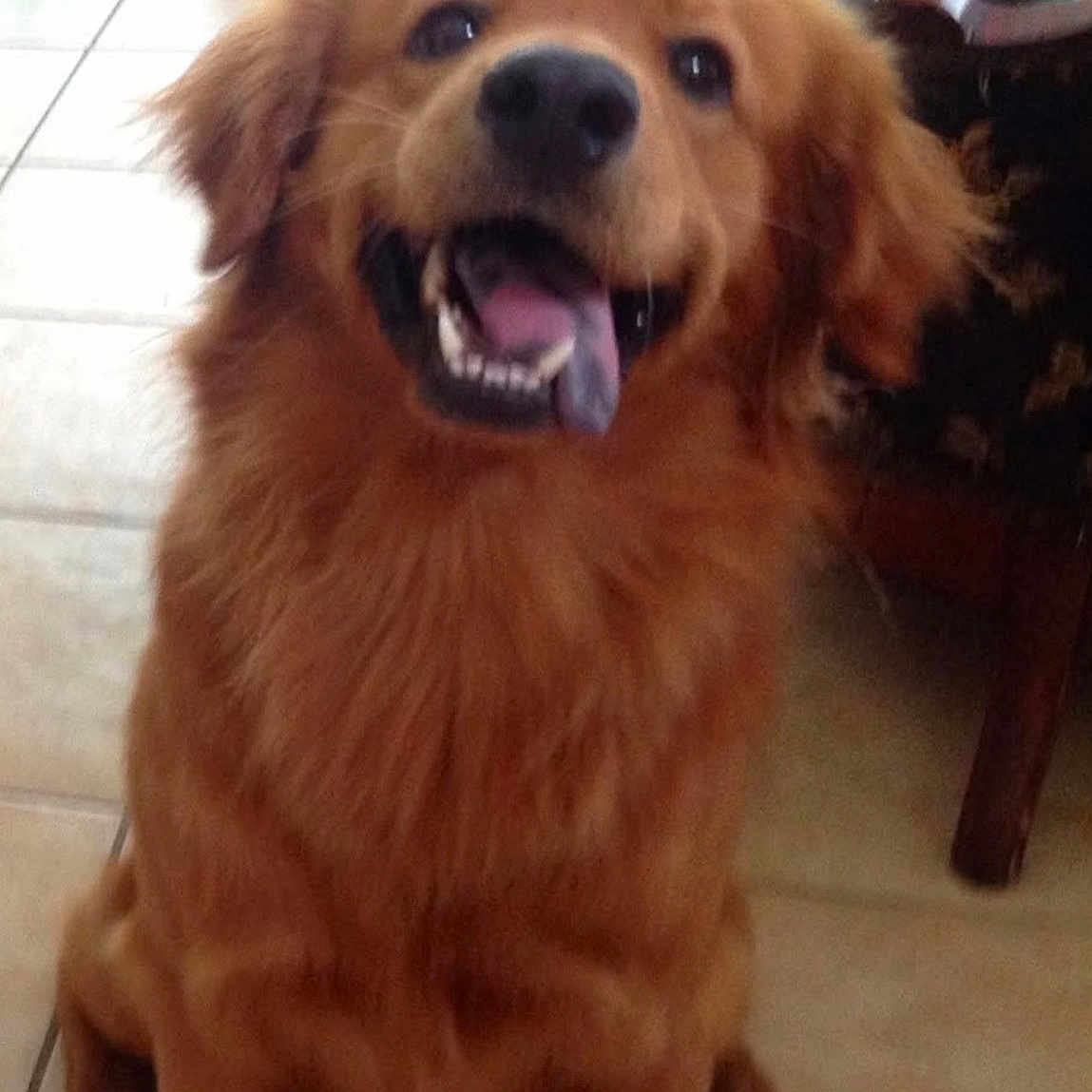 Shiloh