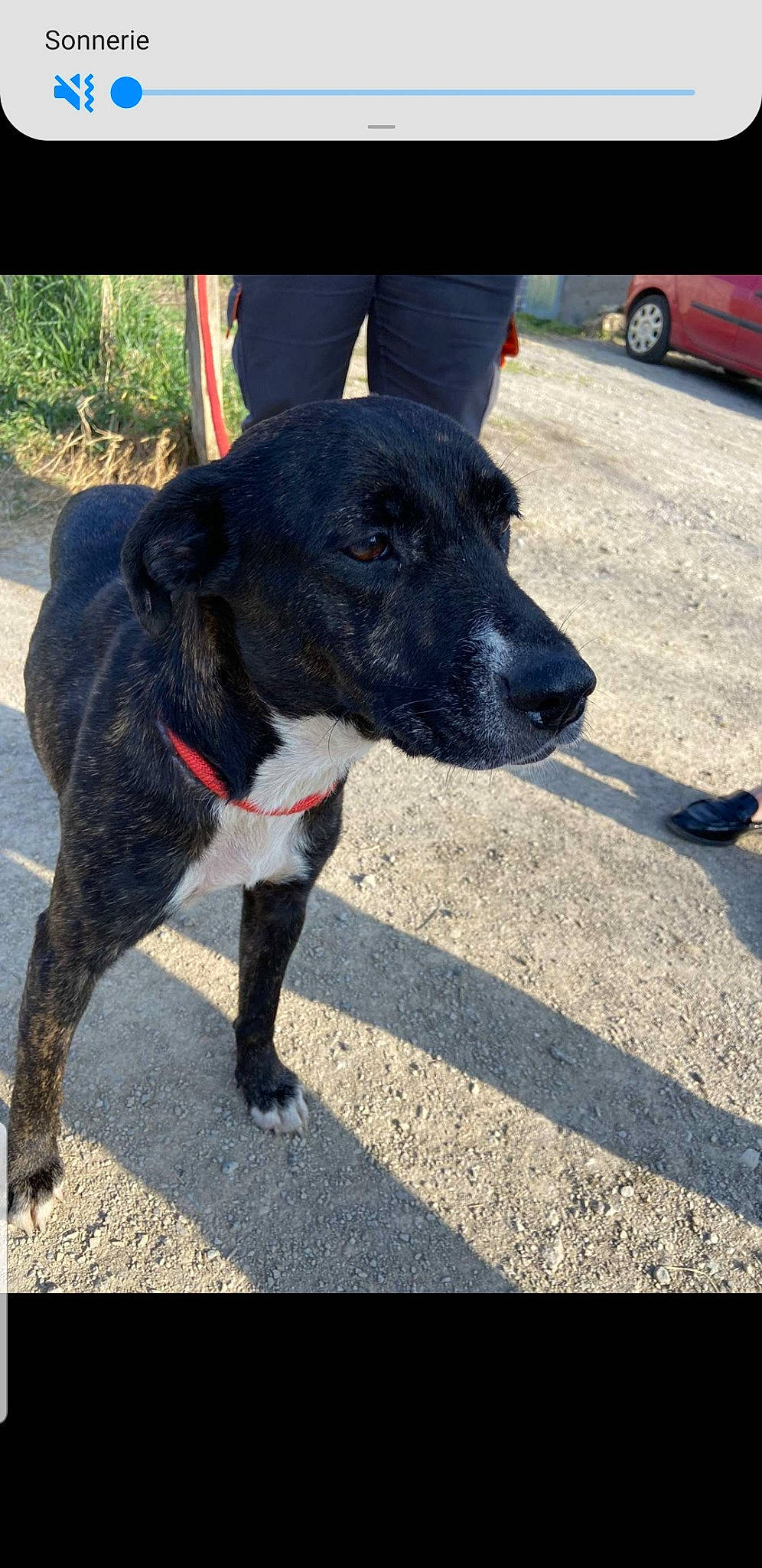 Swann a rejoint le concours — aidez-le/la à gagner de superbes lots ! borador, carnivore, collar, companion_dog, dog, dog_breed, dog_collar, electric_blue, fashion_accessory, leash, pet_supply, plant, road_surface, snout, sporting_group, tail, tire, vehicle, wheel, working_animal