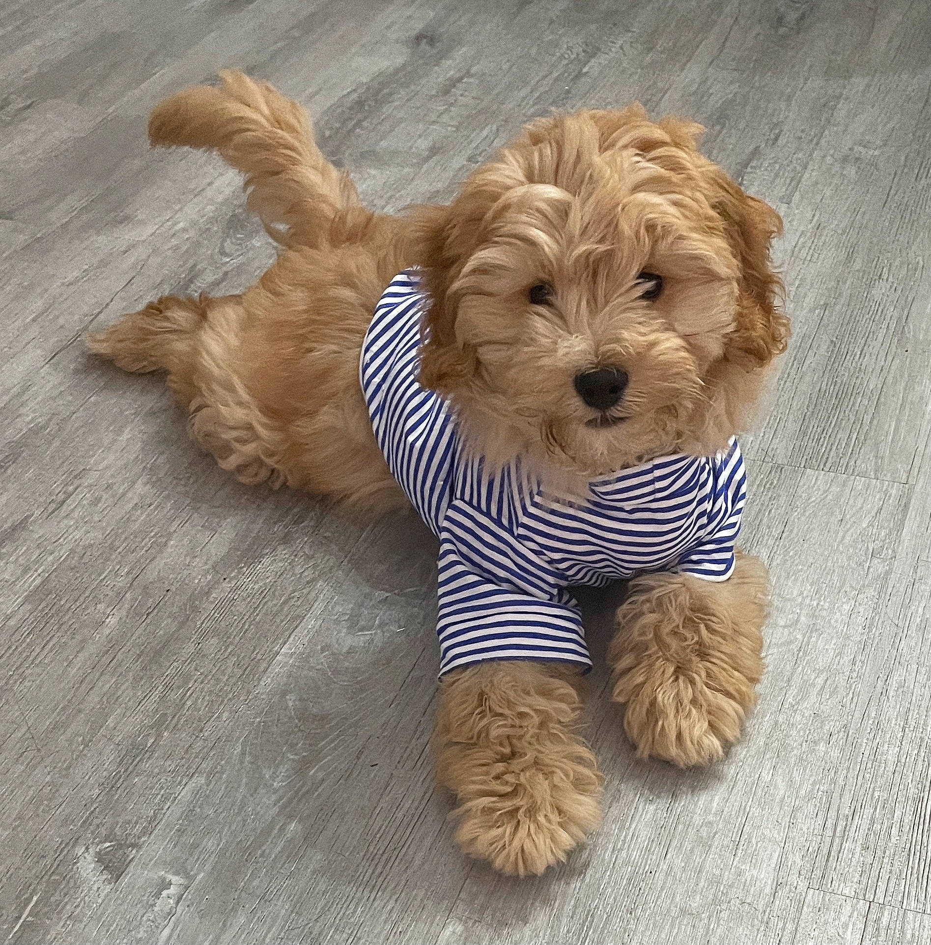 Donald is registered to the contest to win money with this photo: canidae, carnivore, companion_dog, dog, dog_breed, dog_clothes, dog_supply, fawn, fur, liver, pet_supply, snout, sporting_group, stuffed_toy, terrestrial_animal, toy, toy_dog, water_dog, wood, working_animal