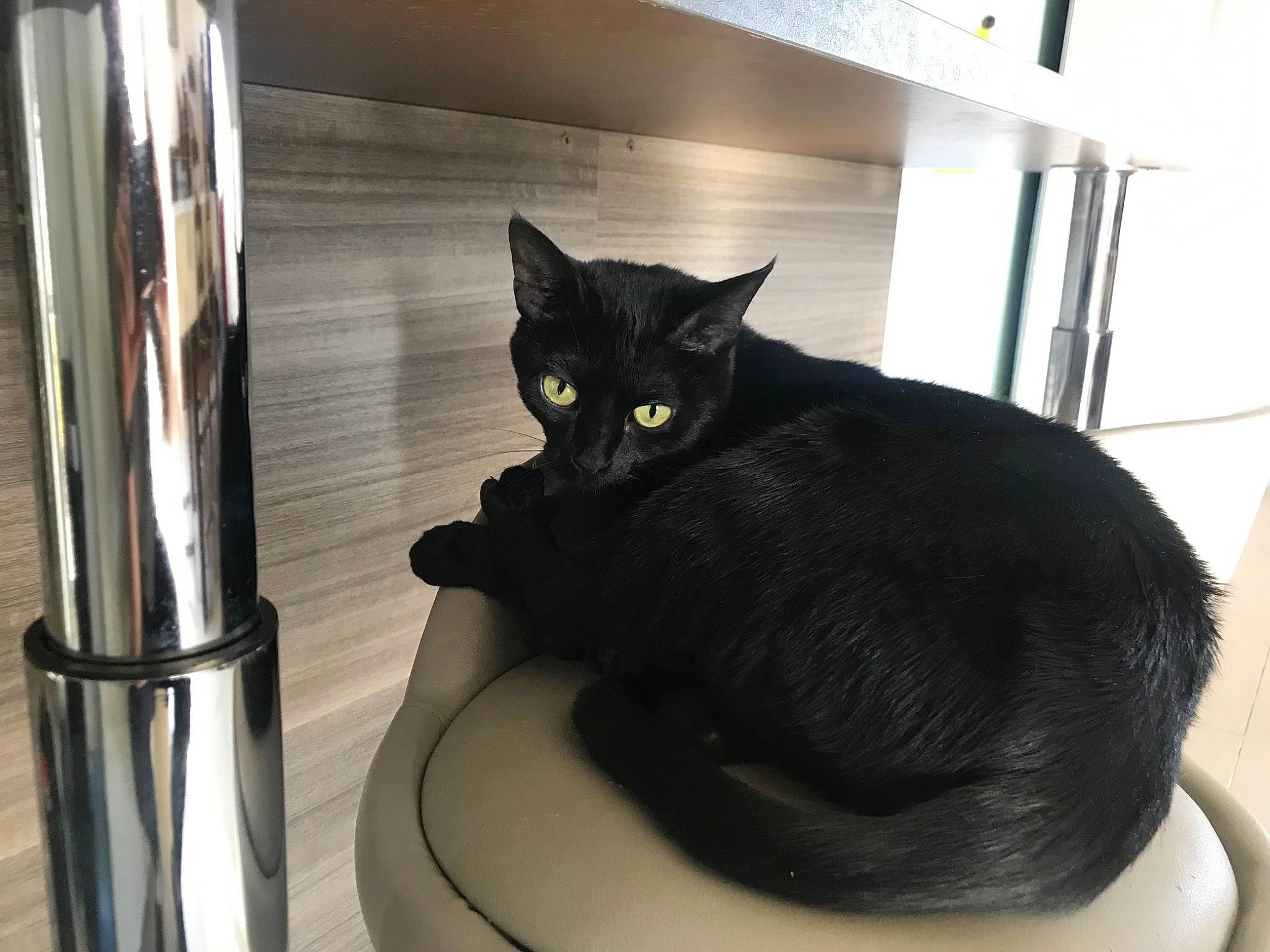 Luna a rejoint le concours — aidez-le/la à gagner de superbes lots ! black_cat, bombay, carnivore, cat, cat_supply, comfort, domestic_short_haired_cat, felidae, fixture, mammal, pet_supply, room, small_to_medium_sized_cats, snout, tail, terrestrial_animal, vertebrate, whiskers, window