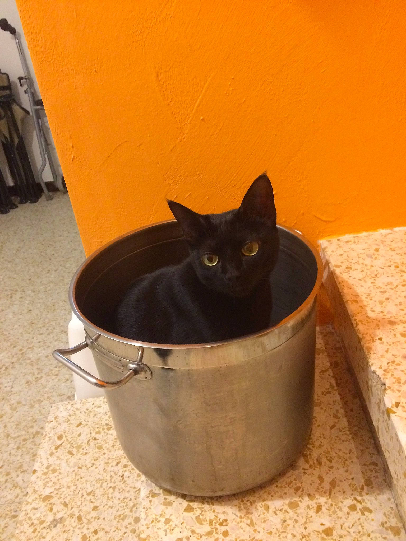 Luna a rejoint le concours — aidez-le/la à gagner de superbes lots ! black_cat, bombay, bucket, carnivore, cat, cat_supply, domestic_short_haired_cat, felidae, pet_supply, small_to_medium_sized_cats, snout, tail, waste_container, waste_containment, whiskers, window