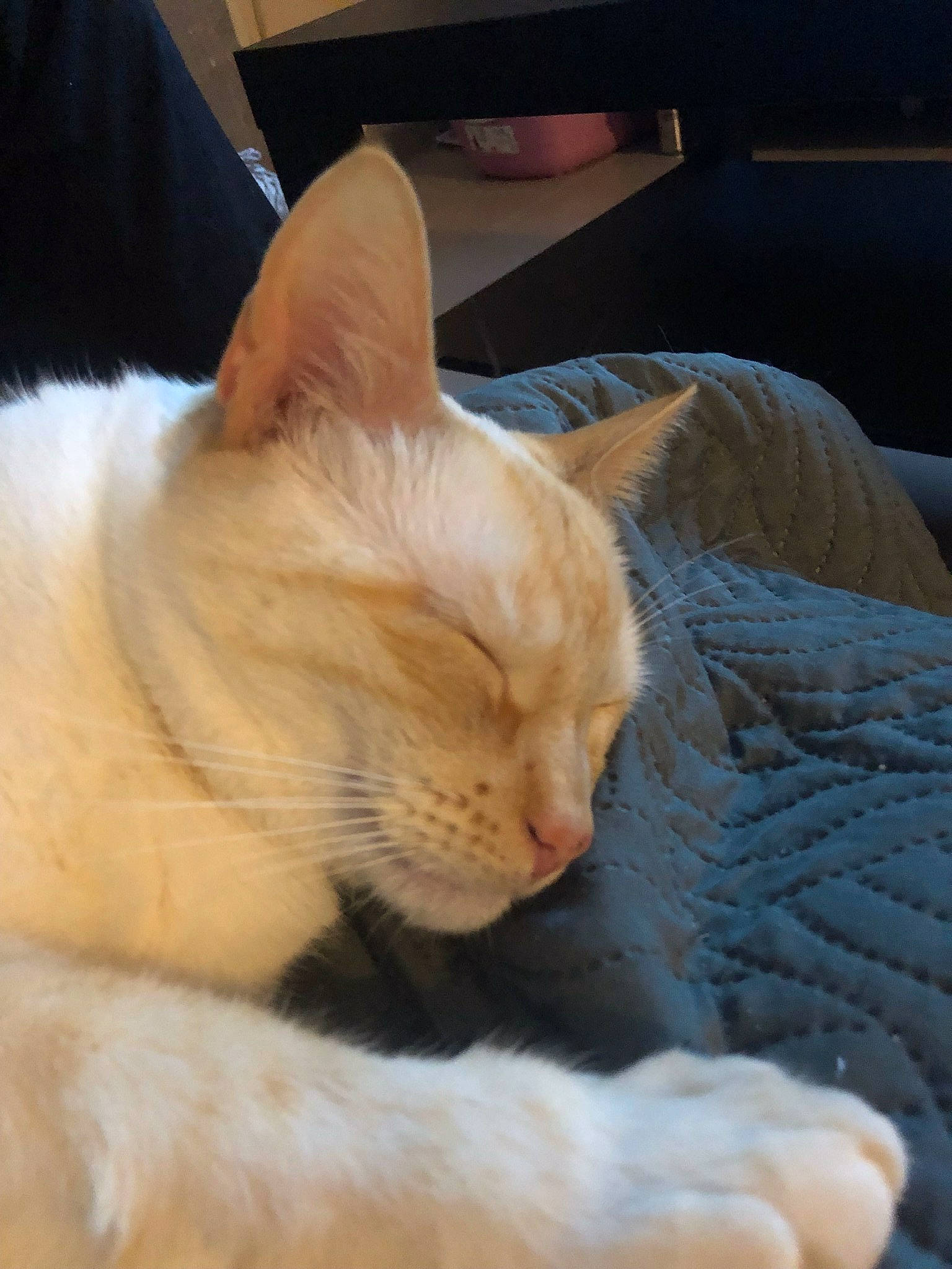 Moon participe au concours pour gagner de l'argent avec cette photo : carnivore, cat, cat_bed, cat_supply, claw, comfort, domestic_short_haired_cat, fawn, felidae, foot, fur, linens, nap, paw, sleep, small_to_medium_sized_cats, snout, tail, whiskers