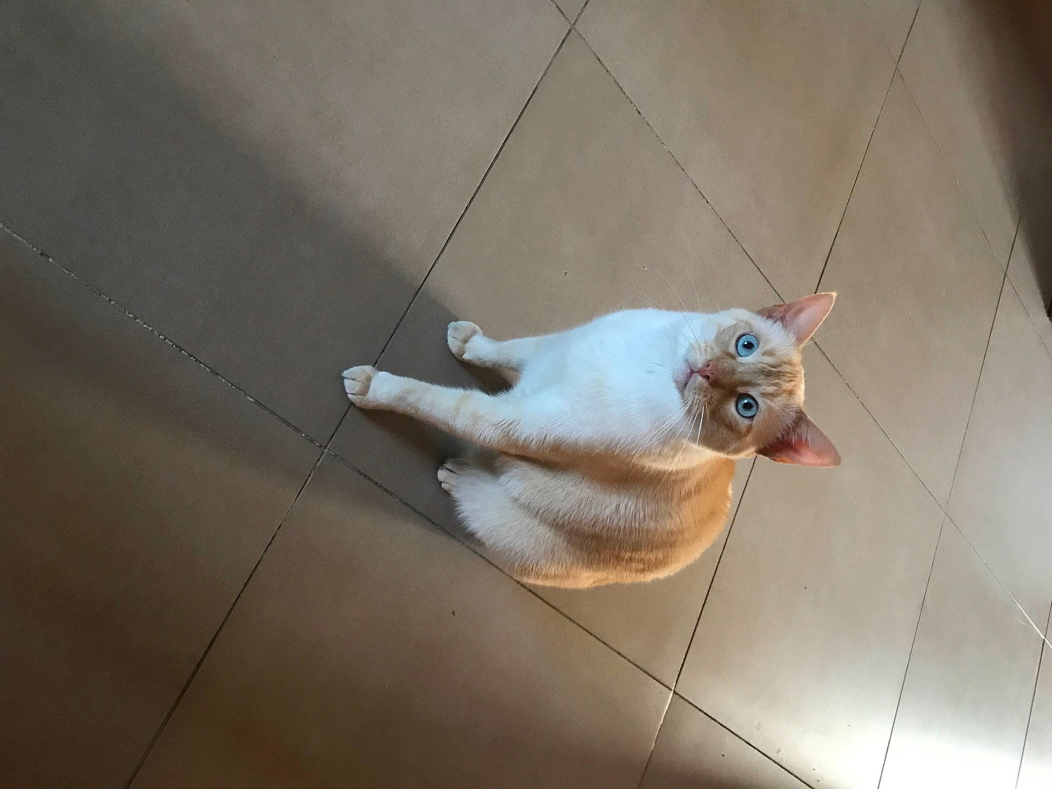 Moon a rejoint le concours — aidez-le/la à gagner de superbes lots ! carnivore, cat, ceiling, claw, domestic_short_haired_cat, elbow, fawn, felidae, flooring, foot, hardwood, jewellery, paw, rope, small_to_medium_sized_cats, snout, tail, whiskers, wire, wood