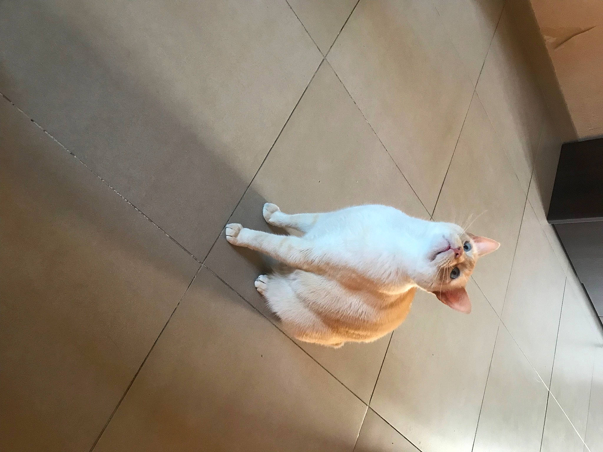 Moon participe au concours pour gagner de l'argent avec cette photo : canidae, carnivore, cat, companion_dog, dog, dog_breed, fawn, felidae, floor, flooring, foot, fur, hardwood, human_leg, small_to_medium_sized_cats, snout, tail, whiskers, wood, wood_flooring