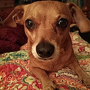Chewey is registered to the contest to win money with this photo: animal, bed, brown_dog, canine, close_up, cozy, cute, dog, ears, fur, household, indoor, looking, lying_down, paw, pet, portrait, quilt, snout, whiskers