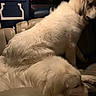 Daisy is registered to the contest to win money with this photo: dog, white_dog, pet, animal, fur, car_interior, seat, resting, lying_down, sitting, indoor, cooler_box, storage, dim_light, companion, domestic_animal, mammal, canine, relaxed, vehicle