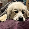 Daisy joined the competition — help win amazing prizes! dog, white_dog, blanket, bed, indoor, cozy, fur, pet, resting, relaxed, purple_blanket, gray_blanket, paw, snout, animal, cute, companion, domestic, sleepy, home