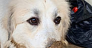 Daisy is registered to the contest to win money with this photo: animal, brown_eyes, closeup, dirty, dog, ears, expression, face, fur, guilty_look, house, mud, muzzle, outdoor, pet, porch, snout, trash_bag, white_dog, wooden_floor