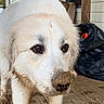 dog, mud, dirty, white_dog, porch, wooden_floor, outdoor, pet, closeup, animal, muzzle, fur, ears, snout, expression, face, brown_eyes, house, trash_bag, guilty_look