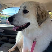 Daisy is registered to the contest to win money with this photo: dog, canine, pet, vehicle, car_interior, seat, leash, pink_leash, tongue_out, happy, fluffy, white_fur, brown_ear, window, daylight, outdoor_view, road, car, side_profile, animal