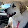 dog, canine, pet, vehicle, car_interior, seat, leash, pink_leash, tongue_out, happy, fluffy, white_fur, brown_ear, window, daylight, outdoor_view, road, car, side_profile, animal