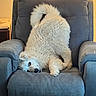 Munchie is registered to the contest to win money with this photo: dog, white_dog, fluffy, armchair, indoor, pet, upside_down, curled_tail, fur, cozy, relaxed, looking_at_camera, cushion, lighting, home, furniture, playful, canine, cute, animal
