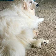 Munchie joined the competition — help win amazing prizes! dog, white_dog, fluffy, carpet, indoor, pet_pads, resting, side_view, canine, animal, domestic_animal, fur, paw, laying_down, looking_away, quiet, relaxed, home, floor, portrait