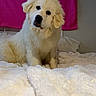 Munchie joined the competition — help win amazing prizes! puppy, dog, white_dog, bed, blanket, indoor, pet, cute, fluffy, head_tilt, cozy, fur, animal, domestic_animal, pink_cloth, wall, soft_texture, adorable, young_dog, portrait