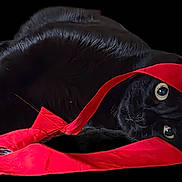 Monty is registered to the contest to win money with this photo: animal, black_cat, cat, close_up, color_contrast, curious_eyes, cute, domestic_animal, eye_contact, face, fur, indoor, lying_down, pet, playful, portrait, red, ribbon, soft_texture, whiskers