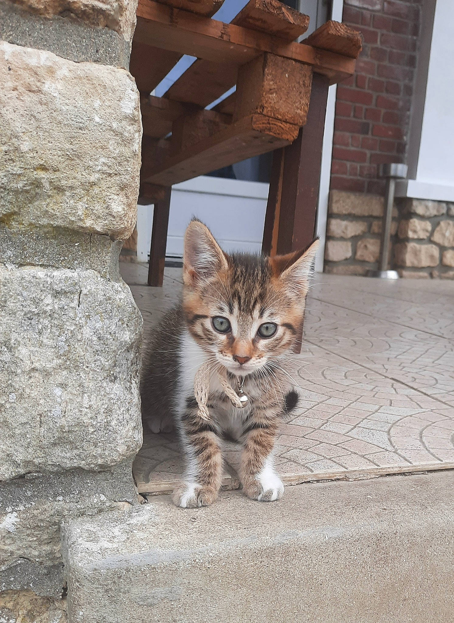 Titeuf a rejoint le concours — aidez-le/la à gagner de superbes lots ! brick, brickwork, carnivore, cat, chair, domestic_short_haired_cat, door, fawn, felidae, flooring, fur, road_surface, sitting, small_to_medium_sized_cats, snout, tail, terrestrial_animal, whiskers, window, wood