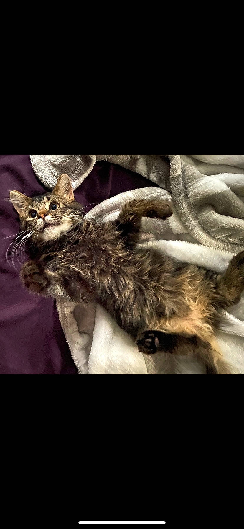 Mako joined the competition — help win amazing prizes! art, canidae, cat, claw, darkness, fashion_accessory, feather, felidae, fictional_character, fur, grey, metal, monochrome, paw, small_to_medium_sized_cats, snout, stock_photography, tail, terrestrial_animal, whiskers