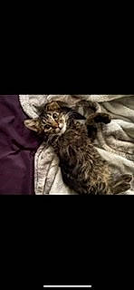 Mako is registered to the contest to win money with this photo: carnivore, cat, darkness, felidae, font, fur, grey, macro_photography, metal, monochrome, monochrome_photography, photo_caption, small_to_medium_sized_cats, snout, tail, terrestrial_animal, whiskers, wildlife