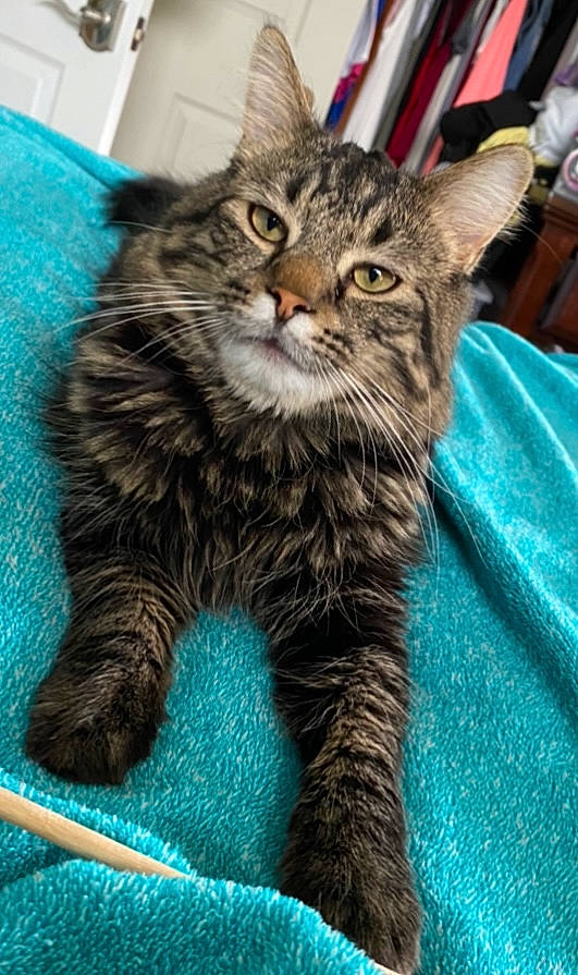 Mako is registered to the contest to win money with this photo: carnivore, cat, claw, domestic_short_haired_cat, felidae, fur, maine_coon, paw, siberian, sitting, small_to_medium_sized_cats, snout, tail, terrestrial_animal, whiskers