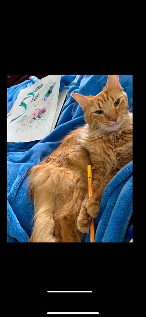 Symba joined the competition — help win amazing prizes! canidae, carnivore, cat, claw, dog_breed, domestic_short_haired_cat, electric_blue, fawn, felidae, fur, gesture, maine_coon, paw, photo_caption, small_to_medium_sized_cats, snout, tail, textile, whiskers, wood