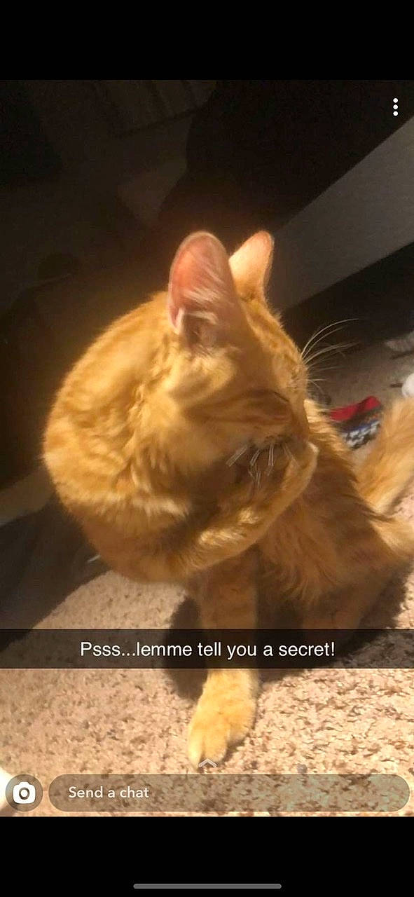 Symba joined the competition — help win amazing prizes! canidae, carnivore, cat, claw, comfort, companion_dog, dog_breed, domestic_short_haired_cat, ear, fawn, felidae, fur, paw, photo_caption, small_to_medium_sized_cats, snout, tail, terrestrial_animal, whiskers