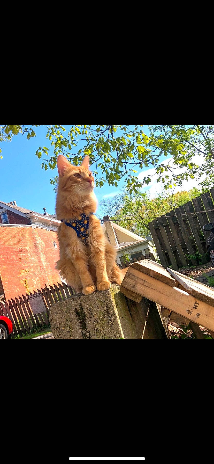 Symba joined the competition — help win amazing prizes! carnivore, cat, domestic_short_haired_cat, fawn, felidae, fur, grass, house, leisure, plant, roof, sitting, sky, small_to_medium_sized_cats, tail, tints_and_shades, tree, trunk, whiskers, wood