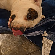 Rea-Lynn joined the competition — help win amazing prizes! dog, close_up, tongue_out, white_dog, black_patch, blanket, blue_blanket, tile_floor, pet, animal, lying_down, indoor, cute, muzzle, face, paw_not_visible, fur, canine, resting, tongue