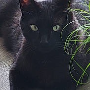 Charly a rejoint le concours — aidez-le/la à gagner de superbes lots ! black_cat, cat, pet, animal, indoor, wooden_floor, plant, greenery, feline, laying_down, whiskers, ears, eyes, curious, domestic_cat, mammal, relaxed, home, floor, nature