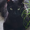 black_cat, cat, pet, animal, indoor, wooden_floor, plant, greenery, feline, laying_down, whiskers, ears, eyes, curious, domestic_cat, mammal, relaxed, home, floor, nature