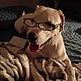 dog, white_dog, glasses, pet, tongue_out, blanket, bed, notebook, indoor, cozy, bedroom, close_up, portrait, paws, fur, muzzle, happy, accessory, sleepy, dim_lighting