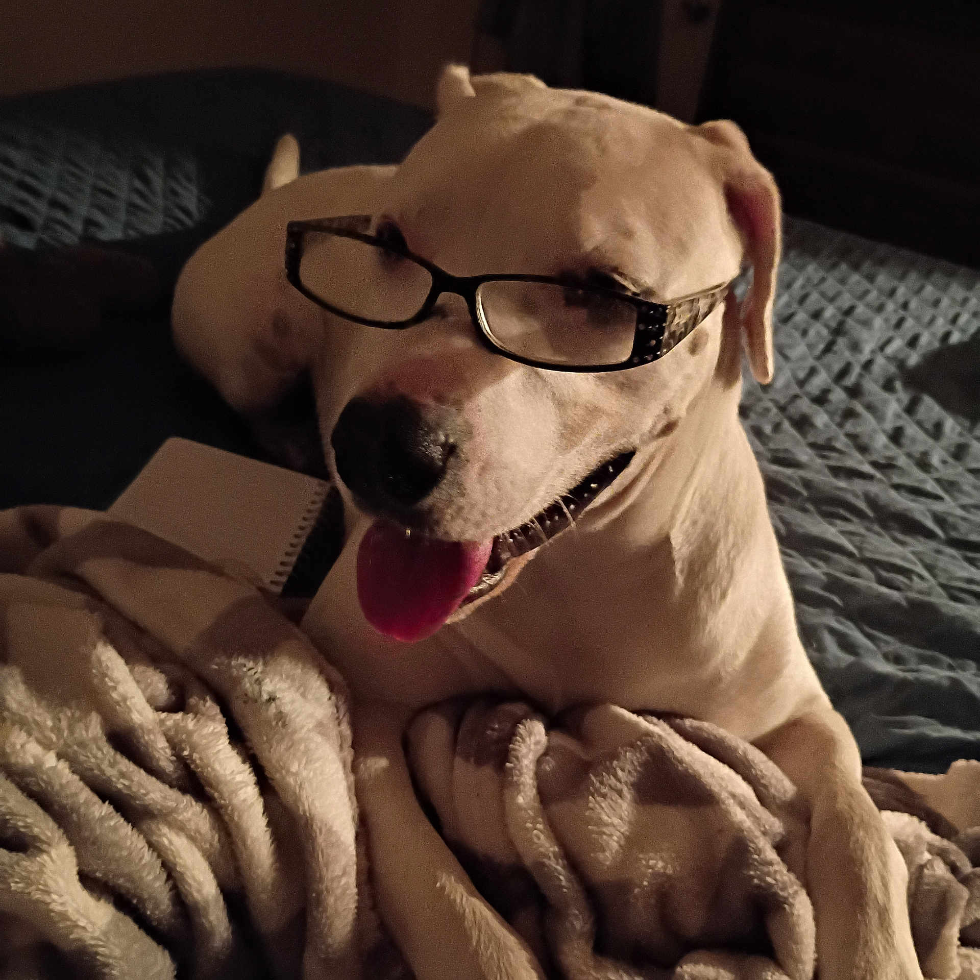 Porshea Valentin joined the competition — help win amazing prizes! dog, white_dog, glasses, pet, tongue_out, blanket, bed, notebook, indoor, cozy, bedroom, close_up, portrait, paws, fur, muzzle, happy, accessory, sleepy, dim_lighting