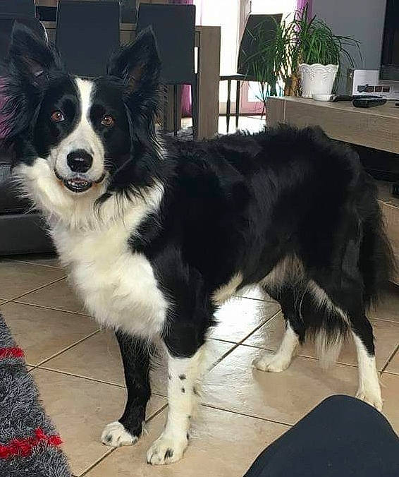 Epsy participe au concours pour gagner de l'argent avec cette photo : australian_collie, australian_shepherd, border_collie, canidae, carnivore, companion_dog, dog, dog_breed, english_shepherd, fur, herding_dog, karelian_bear_dog, mammal, mcnab, rare_breed_dog, snout, sporting_group, vertebrate, welsh_sheepdog, working_dog