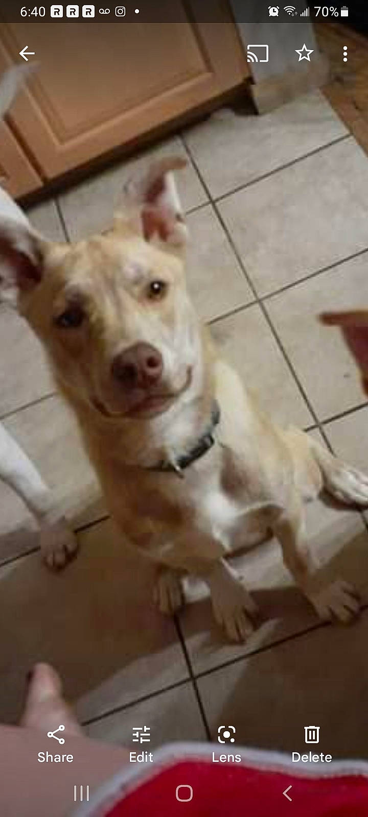 Tim is registered to the contest to win money with this photo: canidae, carnivore, collar, companion_dog, dog, dog_breed, dog_collar, ear, fawn, flooring, fur, liver, pet_supply, snout, sporting_group, tail, terrestrial_animal, whiskers, wood, working_animal