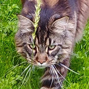 Osiris participe au concours pour gagner de l'argent avec cette photo : animal, blurred_background, cat, closeup, ears, eyes, feline, fur, grass, greenery, mammal, nature, outdoor, plant, predator, stealth, tabby_cat, walking, whiskers, wildlife