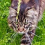 animal, blurred_background, cat, closeup, ears, eyes, feline, fur, grass, greenery, mammal, nature, outdoor, plant, predator, stealth, tabby_cat, walking, whiskers, wildlife