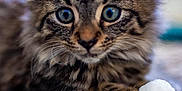 Jeff joined the competition — help win amazing prizes! animal, blue_eyes, carpet, cat, close_up, curious, cute, feline, furry, indoor, kitten, paw, pet, playful, soft_focus, tabby, toy, whiskers, white_ball, young