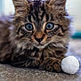 Jeff joined the competition — help win amazing prizes! kitten, cat, tabby, blue_eyes, furry, paw, toy, white_ball, carpet, close_up, pet, animal, cute, feline, whiskers, indoor, curious, young, soft_focus, playful