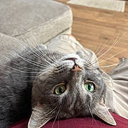 Buddy is registered to the contest to win money with this photo: cat, gray_cat, upside_down, green_eyes, whiskers, indoor, couch, living_room, floor, pet, fur, closeup, relaxed, person, lap, home, cozy, animal, cute, soft