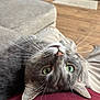 cat, gray_cat, upside_down, green_eyes, whiskers, indoor, couch, living_room, floor, pet, fur, closeup, relaxed, person, lap, home, cozy, animal, cute, soft