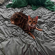 Liz Taylor is registered to the contest to win money with this photo: cat, bengal_cat, bed, blanket, pillow, indoor, fur, pet, animal, alert, tabby, whiskers, collar, domestic_cat, sleeping_area, cozy, feline, resting, cute, fur_pattern