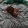 cat, bengal_cat, bed, blanket, pillow, indoor, fur, pet, animal, alert, tabby, whiskers, collar, domestic_cat, sleeping_area, cozy, feline, resting, cute, fur_pattern
