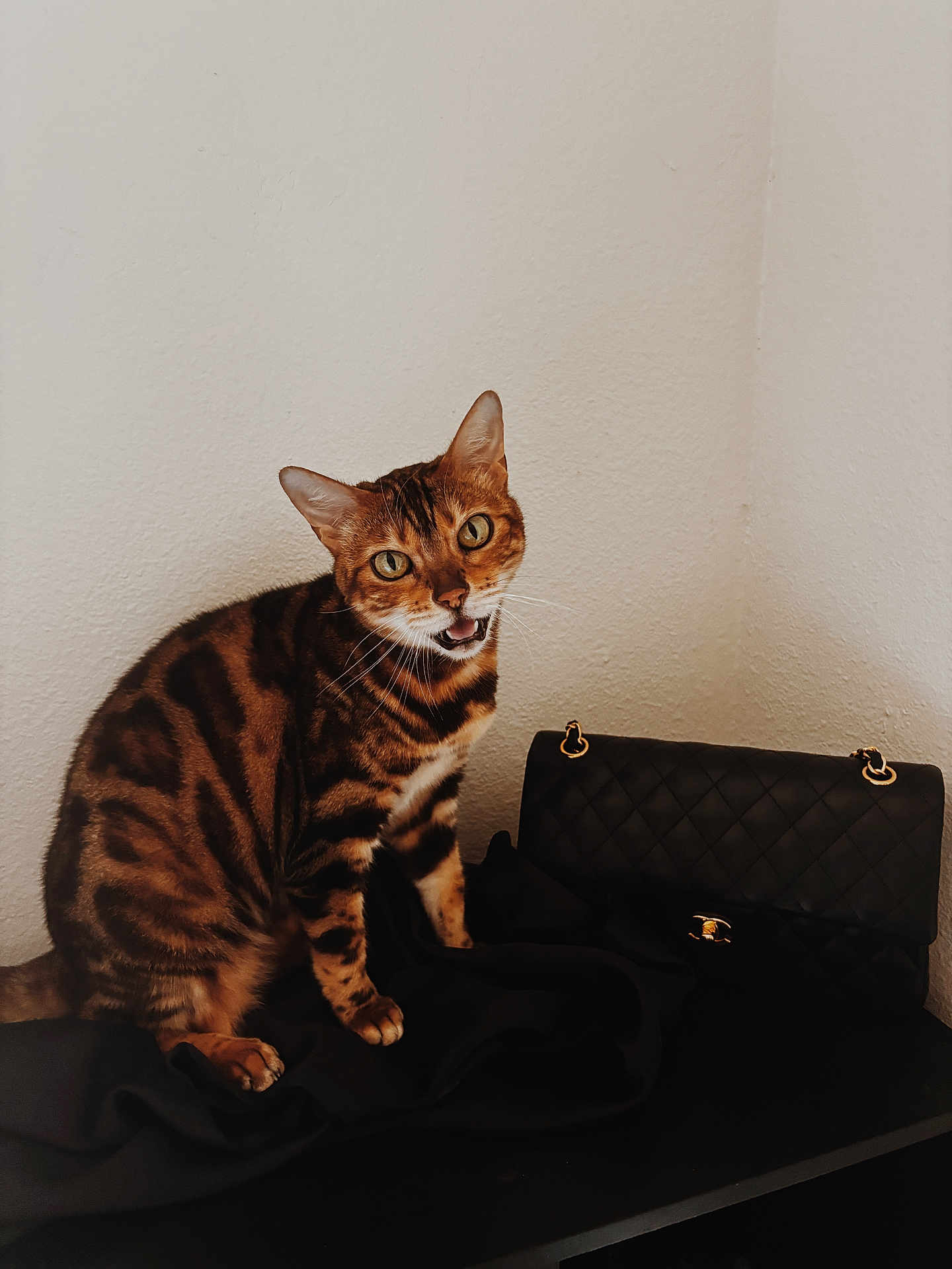 Liz Taylor joined the competition — help win amazing prizes! cat, bengal_cat, pet, animal, feline, striped, brown, black, sitting, indoor, table, purse, handbag, quilted, leather, fashion, looking, whiskers, ears, mouth_open