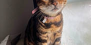 Liz Taylor joined the competition — help win amazing prizes! animal, bengal_cat, cat, close_up, cozy, curious, domestic_cat, feline, fur_pattern, green_eyes, household, indoor, natural_light, pet, pink_collar, sitting, soft_light, whiskers, window, window_sill