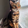 cat, bengal_cat, green_eyes, window_sill, indoor, natural_light, fur_pattern, pink_collar, pet, animal, sitting, whiskers, curious, close_up, domestic_cat, feline, soft_light, cozy, household, window