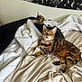 Liz Taylor is registered to the contest to win money with this photo: cat, bengal_cat, pet, indoor, bed, blanket, feline, animal, resting, curious, looking_up, cozy, tapestry, decor, pattern, striped, domestic_cat, cute, relaxed, two_cats